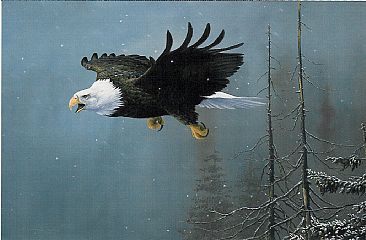 Winds of Change - Bald Eagle by Christopher Walden